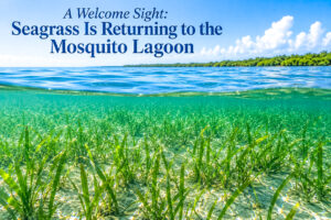Mosquito Lagoon Seagrass