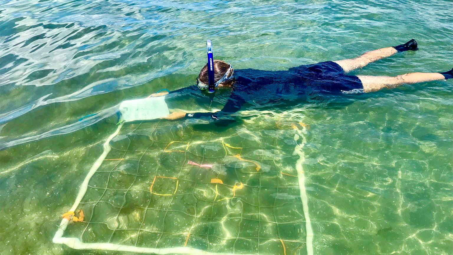 Snorkeler uses an underwater quadrat to monitor seagrass in clear, shallow coastal water.